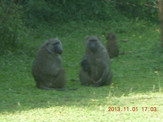 173 8f1. Uganda - Chobe Sarari Lodge - baboons