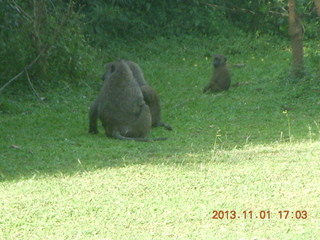 Uganda - Chobe Sarari Lodge - baboons