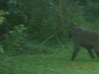 175 8f1. Uganda - Chobe Sarari Lodge - baboon