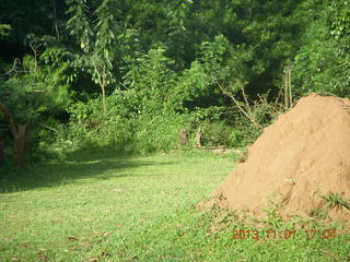 177 8f1. Uganda - Chobe Sarari Lodge - termite mound