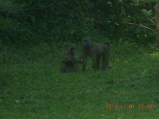 178 8f1. Uganda - Chobe Sarari Lodge - baboons