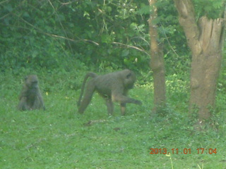 179 8f1. Uganda - Chobe Sarari Lodge - baboons