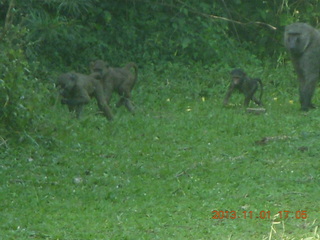 181 8f1. Uganda - Chobe Sarari Lodge - baboons