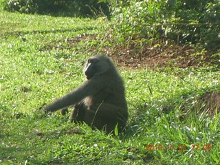 Uganda - Chobe Sarari Lodge - baboon