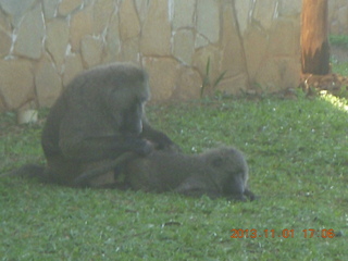 185 8f1. Uganda - Chobe Sarari Lodge - baboons