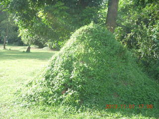 187 8f1. Uganda - Chobe Sarari Lodge - termite mound?