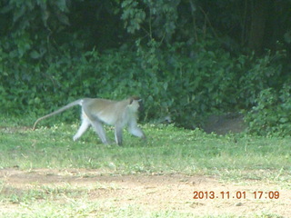 Uganda - Chobe Sarari Lodge - baboon