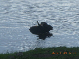 191 8f1. Uganda - Chobe Sarari Lodge - water buffalo