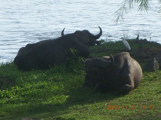 192 8f1. Uganda - Chobe Sarari Lodge - water buffalos