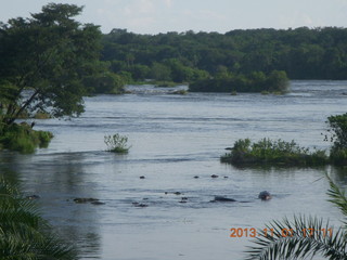 193 8f1. Uganda - Chobe Sarari Lodge - hippopotamoi