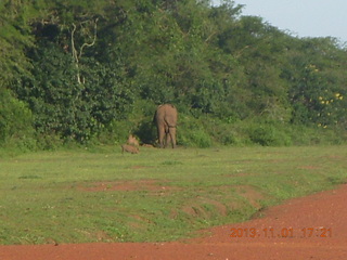 196 8f1. Uganda - Chobe Sarari Lodge - elephant at airstrip