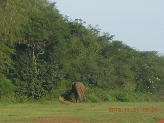 197 8f1. Uganda - Chobe Sarari Lodge - elephant at airstrip