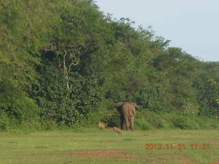 198 8f1. Uganda - Chobe Sarari Lodge - elephant at airstrip