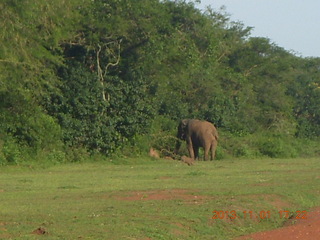 199 8f1. Uganda - Chobe Sarari Lodge - elephant at airstrip