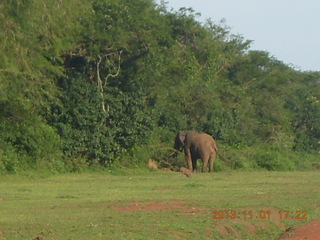 200 8f1. Uganda - Chobe Sarari Lodge - elephant at airstrip