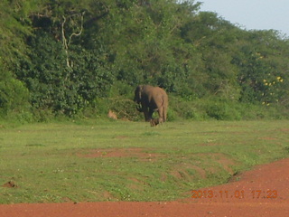 201 8f1. Uganda - Chobe Sarari Lodge - elephant at airstrip