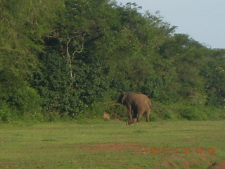 202 8f1. Uganda - Chobe Sarari Lodge - elephant at airstrip
