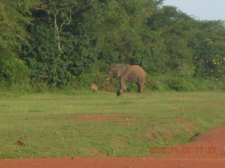 204 8f1. Uganda - Chobe Sarari Lodge - elephant at airstrip