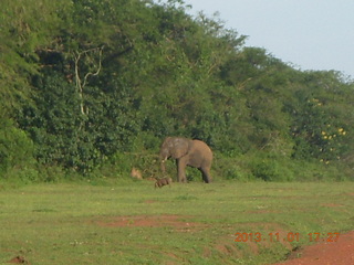 205 8f1. Uganda - Chobe Sarari Lodge - elephant at airstrip