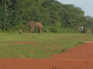 206 8f1. Uganda - Chobe Sarari Lodge - elephant at airstrip