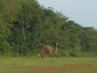 208 8f1. Uganda - Chobe Sarari Lodge - elephant at airstrip