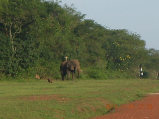 209 8f1. Uganda - Chobe Sarari Lodge - elephant at airstrip