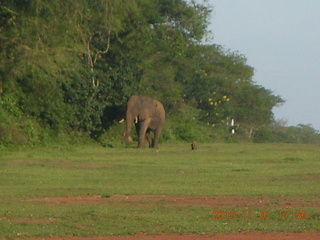 210 8f1. Uganda - Chobe Sarari Lodge - elephant at airstrip
