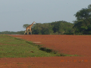 211 8f1. Uganda - Chobe Sarari Lodge - giraffe at airstrip
