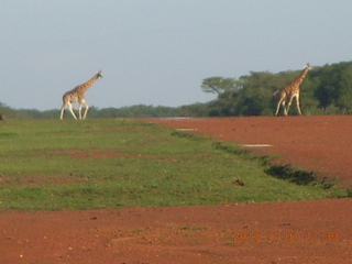 212 8f1. Uganda - Chobe Sarari Lodge - giraffes at airstrip