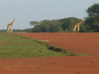 213 8f1. Uganda - Chobe Sarari Lodge - giraffes at airstrip