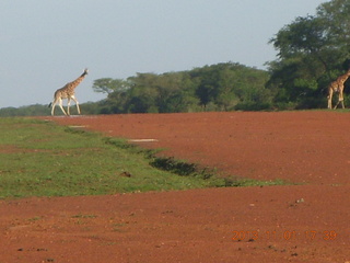 Uganda - Chobe Sarari Lodge - giraffe at airstrip