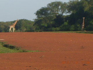 215 8f1. Uganda - Chobe Sarari Lodge - giraffe at airstrip