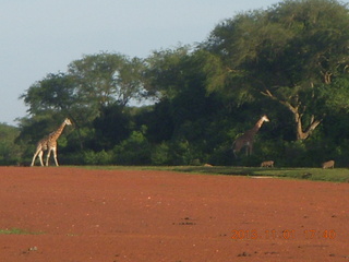 216 8f1. Uganda - Chobe Sarari Lodge - giraffe at airstrip