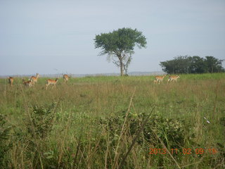 54 8f2. Uganda - drive to Murcheson Falls National Park
