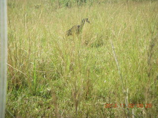 56 8f2. Uganda - drive to Murcheson Falls National Park - bird
