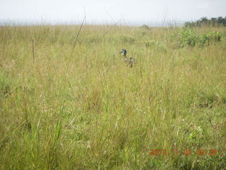 58 8f2. Uganda - drive to Murcheson Falls National Park - bird