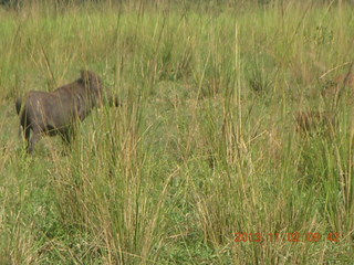 59 8f2. Uganda - drive to Murcheson Falls National Park - warthot