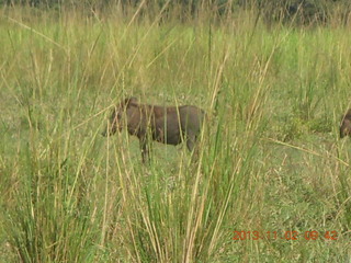 60 8f2. Uganda - drive to Murcheson Falls National Park - warthog