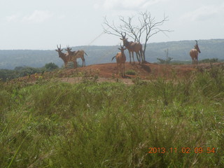62 8f2. Uganda - drive to Murcheson Falls National Park
