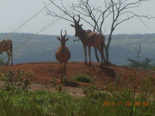 Uganda - drive to Murcheson Falls National Park - antelopes