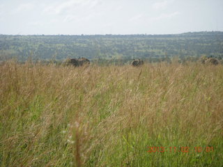 66 8f2. Uganda - drive to Murcheson Falls National Park