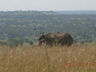 67 8f2. Uganda - drive to Murcheson Falls National Park - elephants