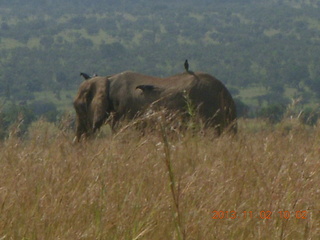 68 8f2. Uganda - drive to Murcheson Falls National Park - elephants
