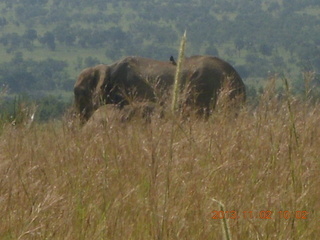 69 8f2. Uganda - drive to Murcheson Falls National Park - elephants