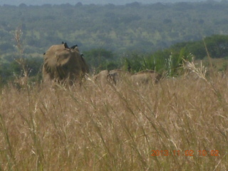 Uganda - drive to Murcheson Falls National Park - warthot