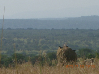 71 8f2. Uganda - drive to Murcheson Falls National Park - elephants