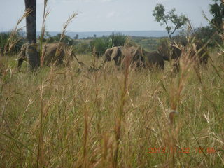 72 8f2. Uganda - drive to Murcheson Falls National Park - elephants