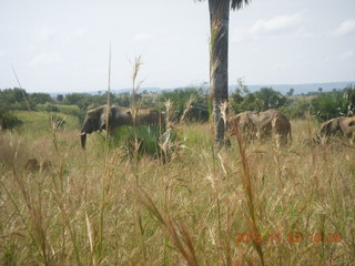 73 8f2. Uganda - drive to Murcheson Falls National Park - elephants