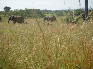74 8f2. Uganda - drive to Murcheson Falls National Park - elephants