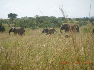 75 8f2. Uganda - drive to Murcheson Falls National Park - elephants